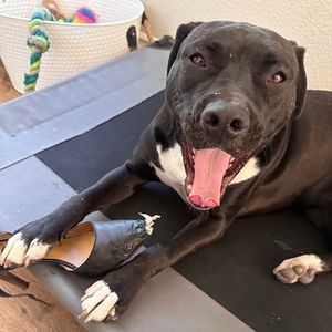 Meet your Posher, Moises